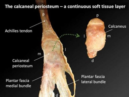 Calcaneal Periosteum und Achillessehne